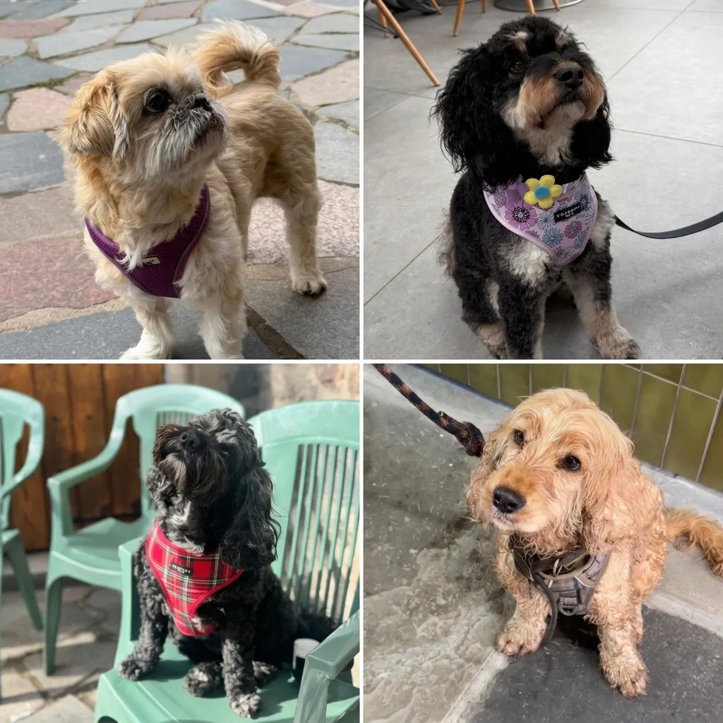 Happy dogs visiting The Liberty Kitchen